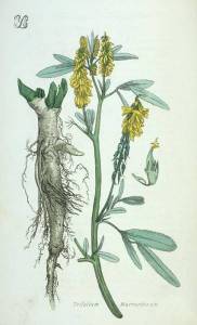 Trifolium_macrorhizum